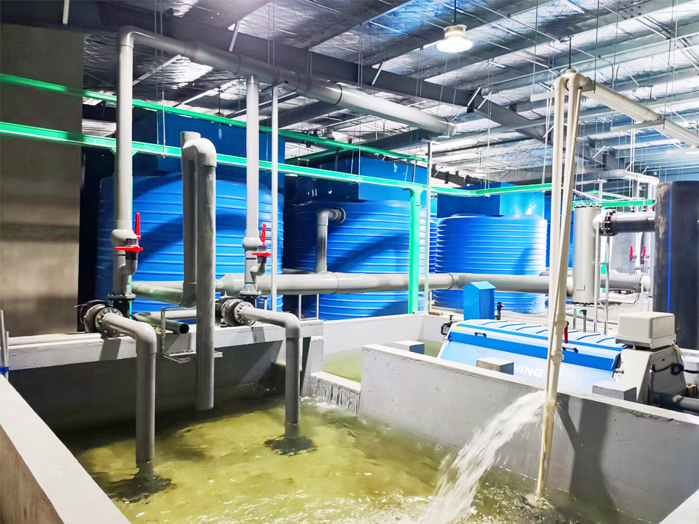 浙江南潯- 加州鱸魚(yú) - 淡水