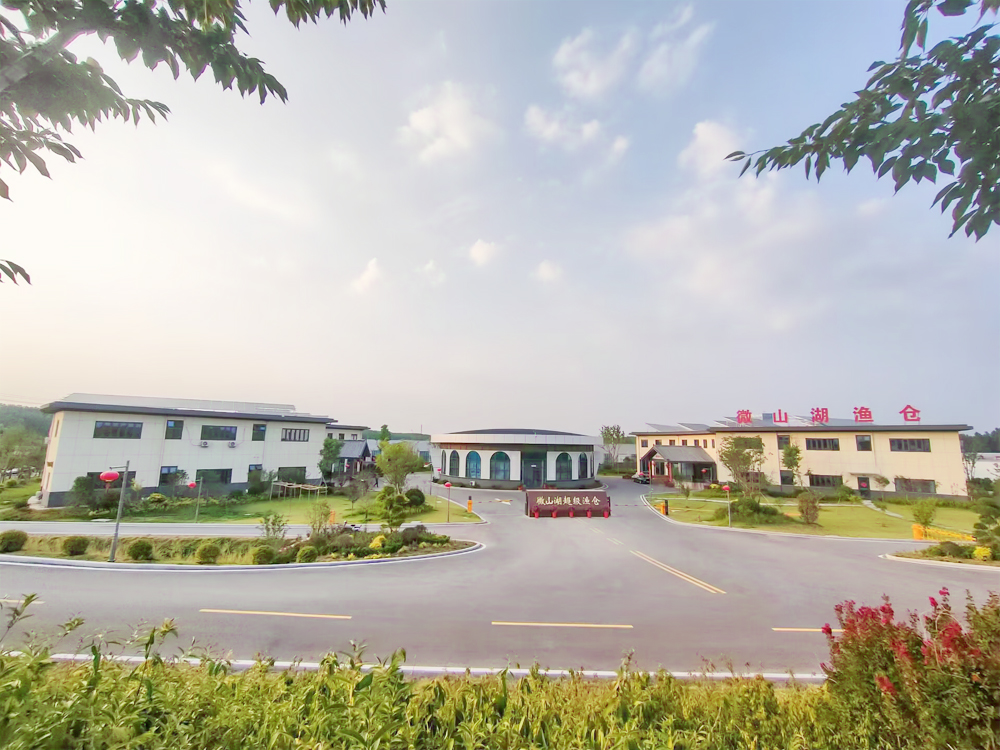 山東微山 - 加州鱸魚(yú) - 淡水